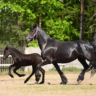 dwa czarne konie poruszające się na tle ogrodzenia i drzew
